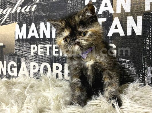 Çocuklarla İyi Anlaşan Tortie Exotic Shorthair Yavrumuz Fun görsel