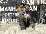 Çocuklarla İyi Anlaşan Tortie Exotic Shorthair Yavrumuz Fun