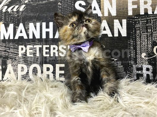 Çocuklarla İyi Anlaşan Tortie Exotic Shorthair Yavrumuz Fun görsel