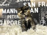 Çocuklarla İyi Anlaşan Tortie Exotic Shorthair Yavrumuz Fun