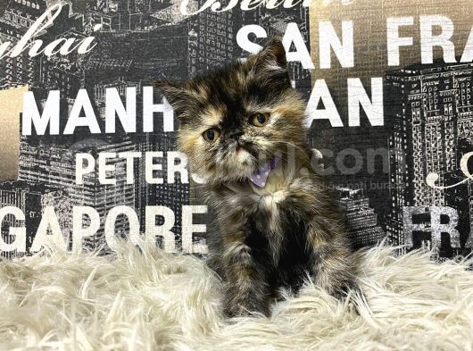 Çocuklarla İyi Anlaşan Tortie Exotic Shorthair Yavrumuz Fun görsel