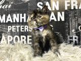Çocuklarla İyi Anlaşan Tortie Exotic Shorthair Yavrumuz Fun