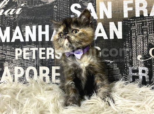 Çocuklarla İyi Anlaşan Tortie Exotic Shorthair Yavrumuz Fun görsel