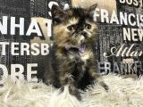 Çocuklarla İyi Anlaşan Tortie Exotic Shorthair Yavrumuz Fun