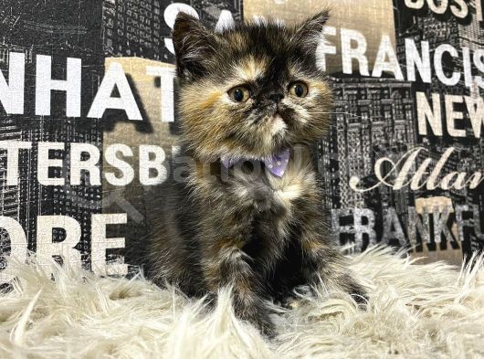 Çocuklarla İyi Anlaşan Tortie Exotic Shorthair Yavrumuz Fun görsel