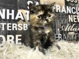 Çocuklarla İyi Anlaşan Tortie Exotic Shorthair Yavrumuz Fun