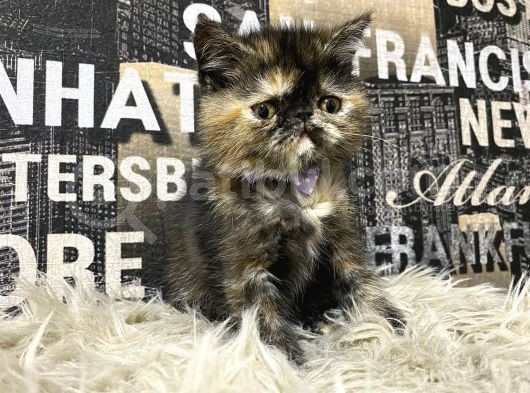 Çocuklarla İyi Anlaşan Tortie Exotic Shorthair Yavrumuz Fun görsel