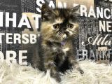 Çocuklarla İyi Anlaşan Tortie Exotic Shorthair Yavrumuz Fun