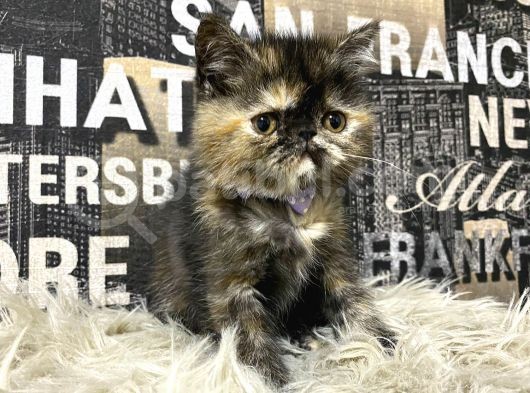 Çocuklarla İyi Anlaşan Tortie Exotic Shorthair Yavrumuz Fun