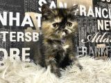 Çocuklarla İyi Anlaşan Tortie Exotic Shorthair Yavrumuz Fun