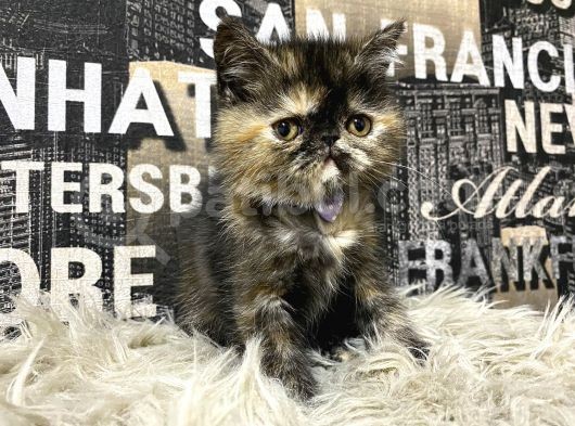 Çocuklarla İyi Anlaşan Tortie Exotic Shorthair Yavrumuz Fun görsel