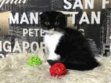 Süper Kalite Black-White Scottish Fold Yavrumuz Miu