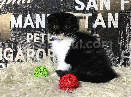 Süper Kalite Black-White Scottish Fold Yavrumuz Miu görsel