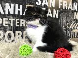 Süper Kalite Black-White Scottish Fold Yavrumuz Miu
