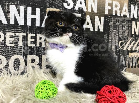 Süper Kalite Black-White Scottish Fold Yavrumuz Miu görsel