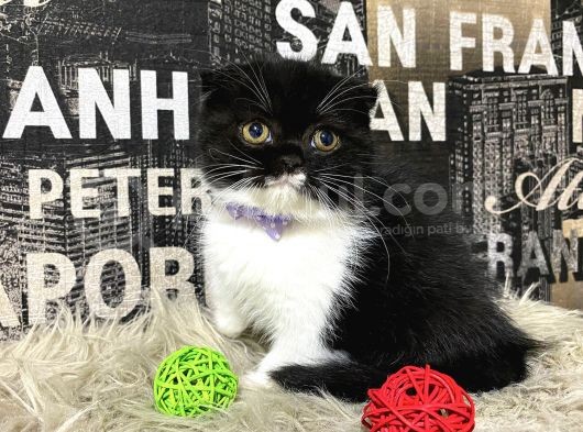 Süper Kalite Black-White Scottish Fold Yavrumuz Miu görsel