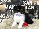 Süper Kalite Black-White Scottish Fold Yavrumuz Miu