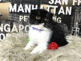 Süper Kalite Black-White Scottish Fold Yavrumuz Miu