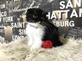 Süper Kalite Black-White Scottish Fold Yavrumuz Miu