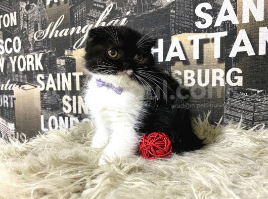 Süper Kalite Black-White Scottish Fold Yavrumuz Miu görsel