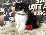 Süper Kalite Black-White Scottish Fold Yavrumuz Miu