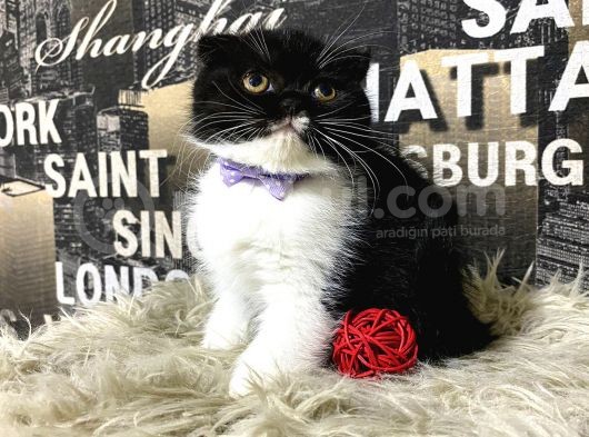 Süper Kalite Black-White Scottish Fold Yavrumuz Miu görsel