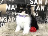 Süper Kalite Black-White Scottish Fold Yavrumuz Miu