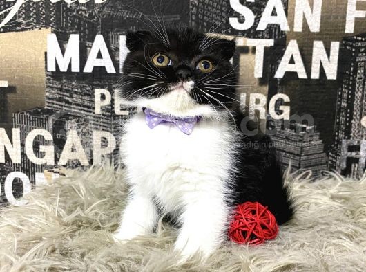 Süper Kalite Black-White Scottish Fold Yavrumuz Miu görsel