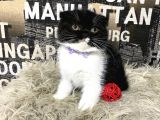Süper Kalite Black-White Scottish Fold Yavrumuz Miu