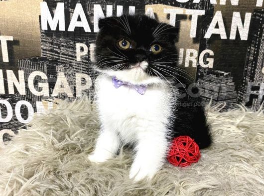 Süper Kalite Black-White Scottish Fold Yavrumuz Miu