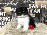 Süper Kalite Black-White Scottish Fold Yavrumuz Miu