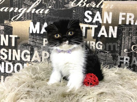 Süper Kalite Black-White Scottish Fold Yavrumuz Miu görsel