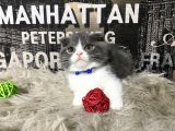 Safkan Blue-White Bicolor Scottish Fold Yavrumuz Tomi
