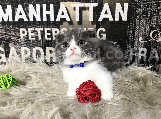 Safkan Blue-White Bicolor Scottish Fold Yavrumuz Tomi görsel