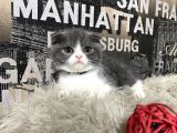 Safkan Blue-White Bicolor Scottish Fold Yavrumuz Tomi