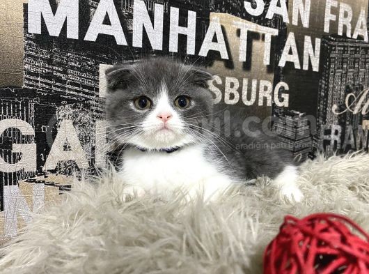 Safkan Blue-White Bicolor Scottish Fold Yavrumuz Tomi görsel