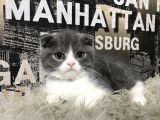 Safkan Blue-White Bicolor Scottish Fold Yavrumuz Tomi