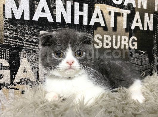 Safkan Blue-White Bicolor Scottish Fold Yavrumuz Tomi görsel