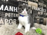 Safkan Blue-White Bicolor Scottish Fold Yavrumuz Tomi