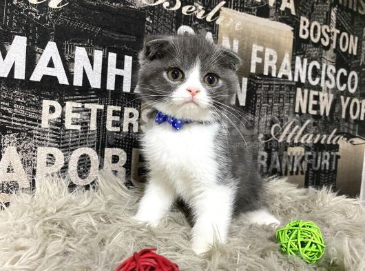 Safkan Blue-White Bicolor Scottish Fold Yavrumuz Tomi