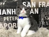 Safkan Blue-White Bicolor Scottish Fold Yavrumuz Tomi