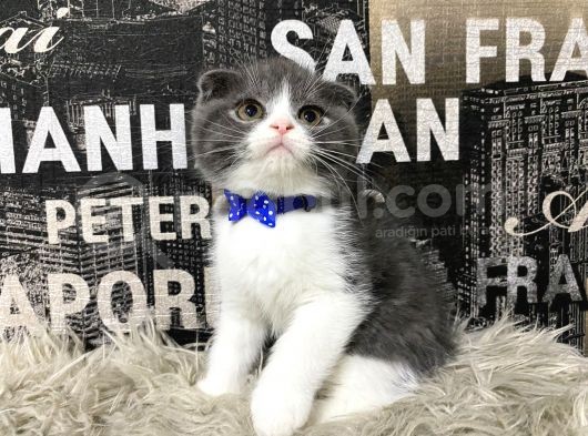 Safkan Blue-White Bicolor Scottish Fold Yavrumuz Tomi görsel