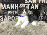 Safkan Blue-White Bicolor Scottish Fold Yavrumuz Tomi