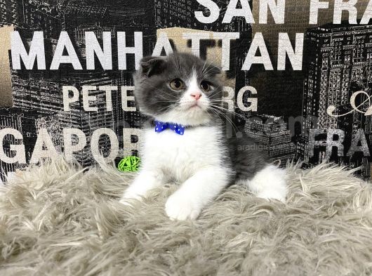 Safkan Blue-White Bicolor Scottish Fold Yavrumuz Tomi görsel