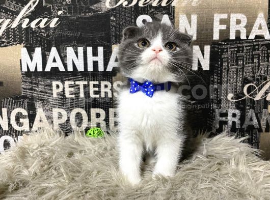 Safkan Blue-White Bicolor Scottish Fold Yavrumuz Tomi görsel