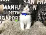 Safkan Blue-White Bicolor Scottish Fold Yavrumuz Tomi