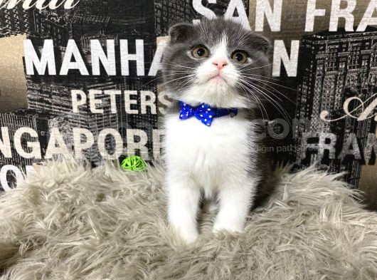 Safkan Blue-White Bicolor Scottish Fold Yavrumuz Tomi görsel