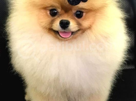 Pomeranian Boo Yavruları görsel