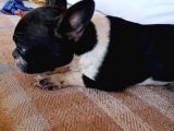 Siyah Beyaz Çok Kompakt French Bulldog Dişi