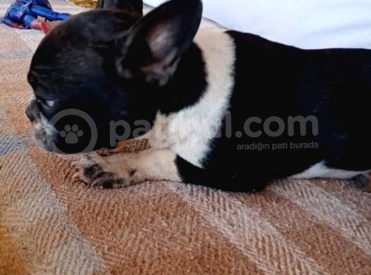 Siyah Beyaz Çok Kompakt French Bulldog Dişi